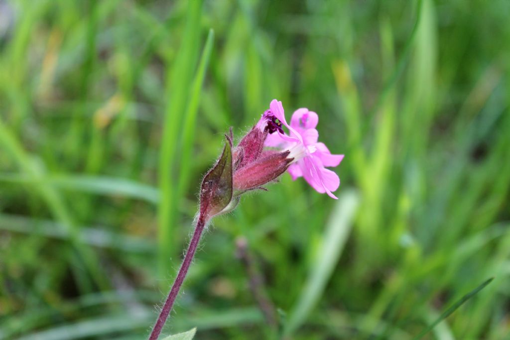 Silene dioica